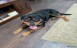 Rottweiler dogs for sale: Bruno. Stunning 1yr 8 months Rottweiler boy - Image 4