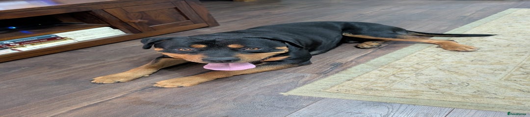 Bruno. 1yr 8months Rottweiler male