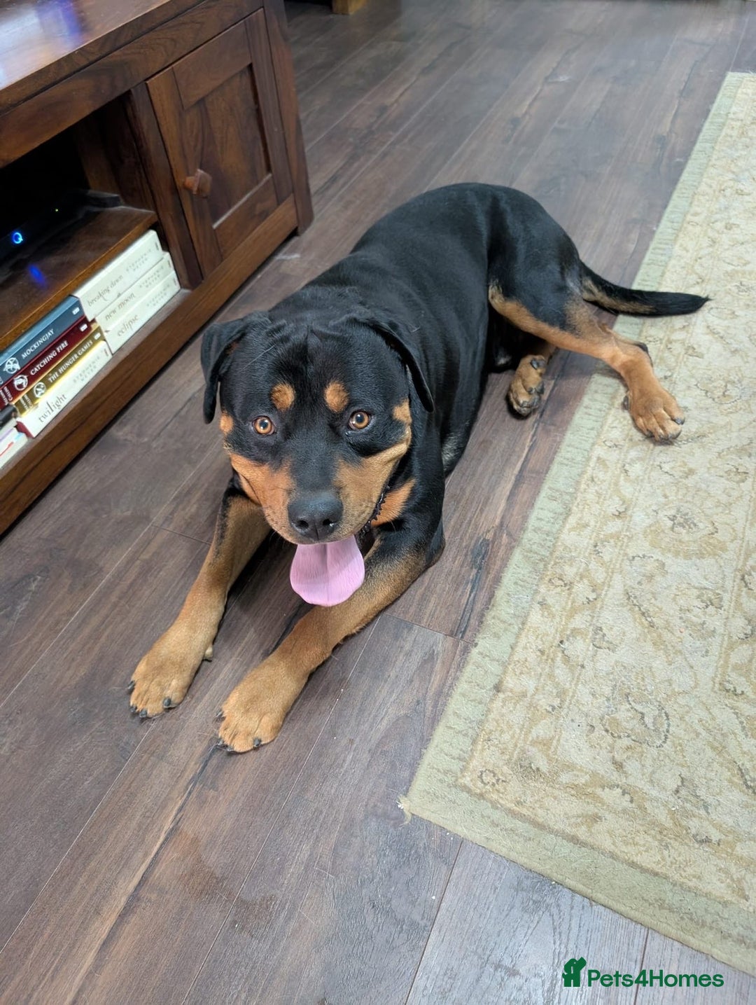 Rottweiler dogs for sale: Bruno. Stunning 1yr 8 months Rottweiler boy - Image 4