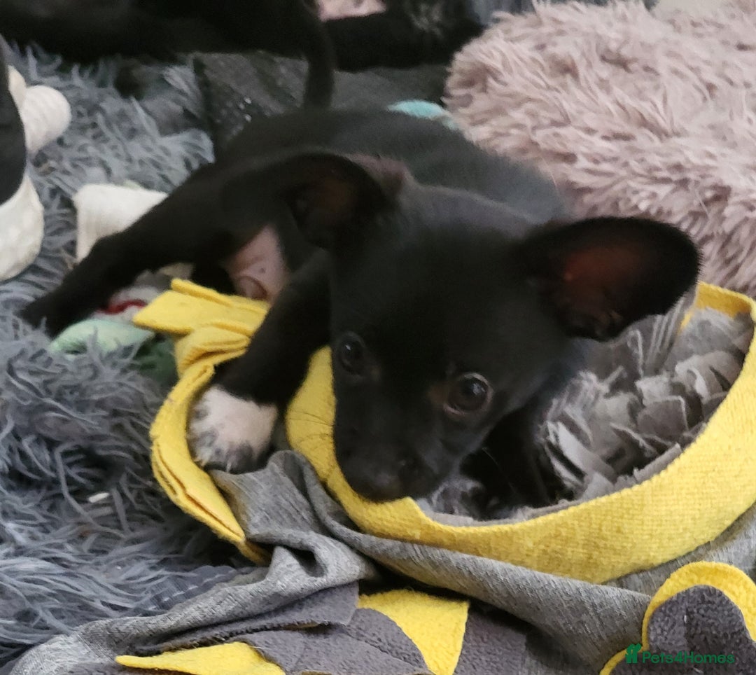 Mixed Breed dogs for sale: Amazing papillon cross  puppies. Ready to go. - Image 8