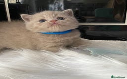 British Shorthair cats for sale: GCCF REG HEALTH TESTED KTTENS AVAILABLE 🥰 - Image 17
