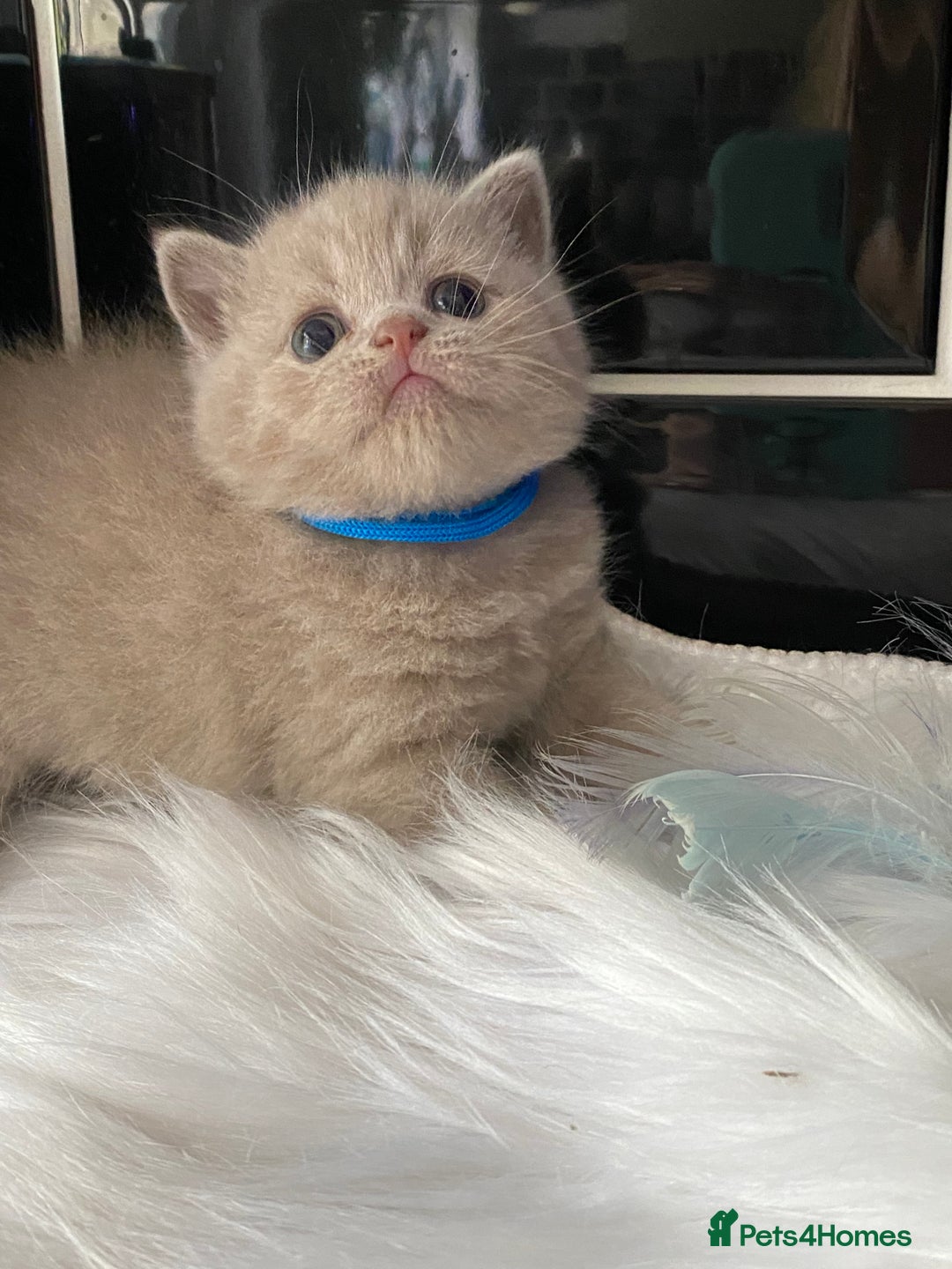 British Shorthair cats for sale: GCCF REG HEALTH TESTED KTTENS AVAILABLE 🥰 - Image 17