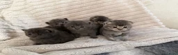 Scottish Fold cats for sale: Scottish fold x  - Advert 10