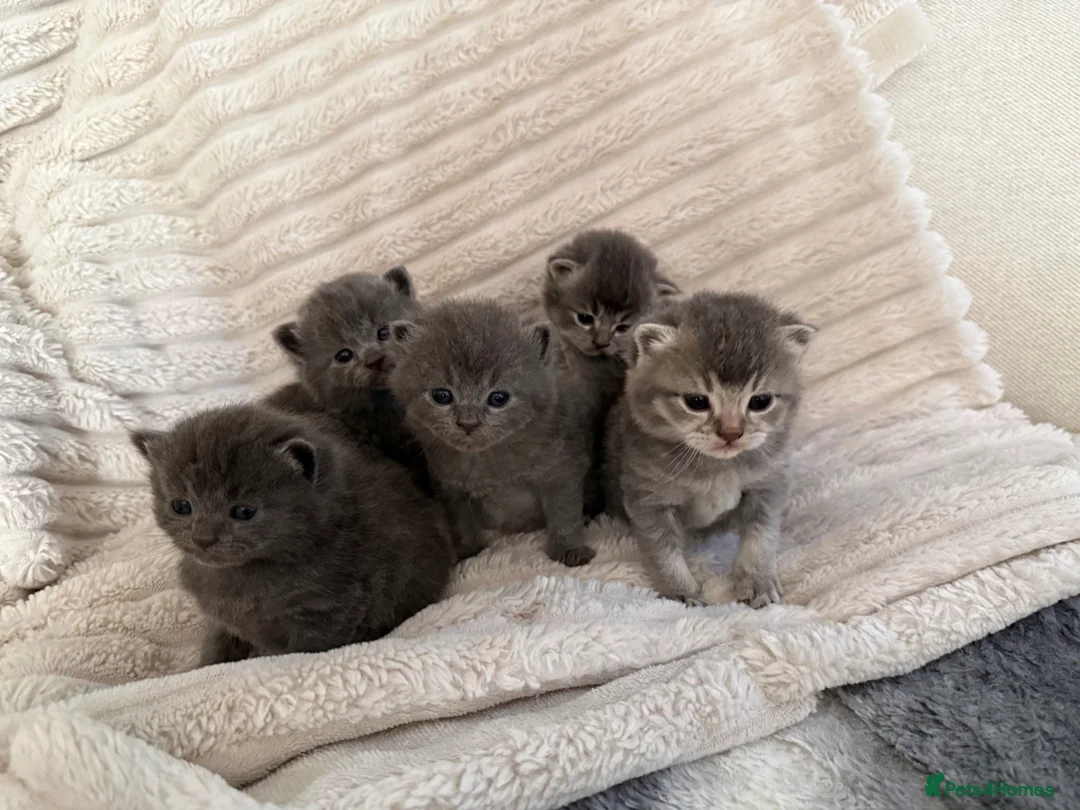 Scottish Fold cats for sale: Scottish fold x  - Advert 10