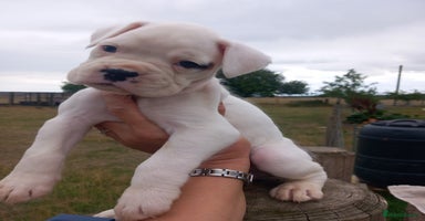 Boxer dogs - Advert 7