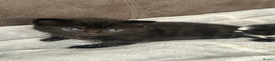 British Shorthair Kitten 1