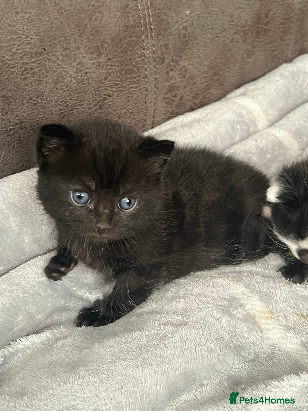 British Shorthair cats for sale: British shorthair/ tuexedo kittens  - Image 1
