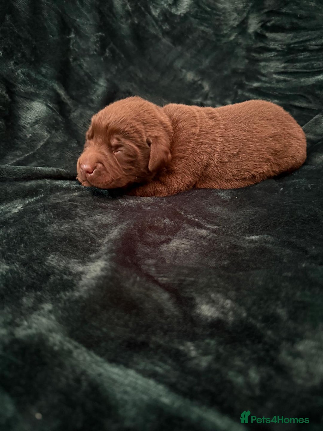 Labrador Retriever dogs for sale: Beautiful Chocolate Labrador Puppies  - Advert 9