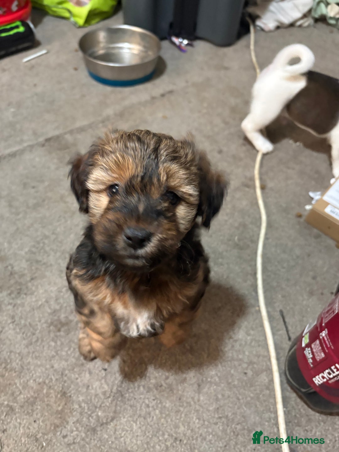 Jack Russell dogs for sale: Jack Russell puppies  - Advert 3