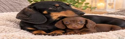Miniature Dachshund dogs for sale: Beautiful Miniature Dachshund Puppies - Advert 10