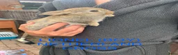 Netherland Dwarf rabbits for sale: Netherland Dwarf / Cross Baby Rabbits  - Advert 10