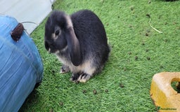 Mini Lop rabbits for sale: Beautiful Mini Lops - READY TO LEAVE  - Image 18