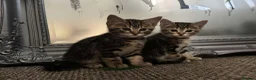 Mixed Breed cats for sale: Mixed Breed Tabby Kittens in Askam-in-Furness - Advert 11
