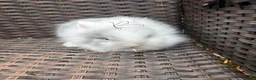 Lionhead rabbits for sale: Lionhead rabbits  - Advert 4
