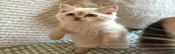 Ragdoll cats for sale: Ragdolls Mink Sepia TICA Cherubims Quality  - Advert 14
