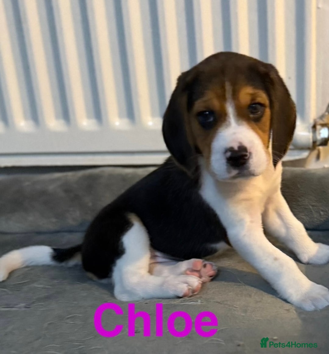 Beagle dogs for sale: Beagle puppies - Image 4