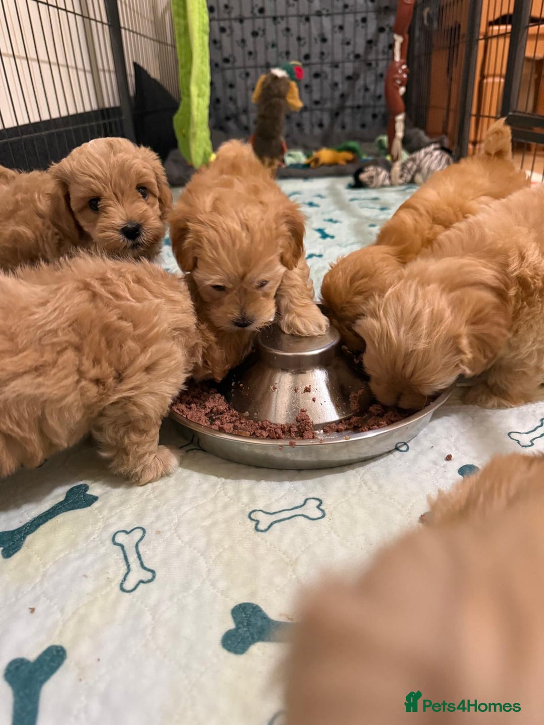 Maltipoo dogs for sale: So adorable and Tiny F1 Korean Maltipoo - Image 20