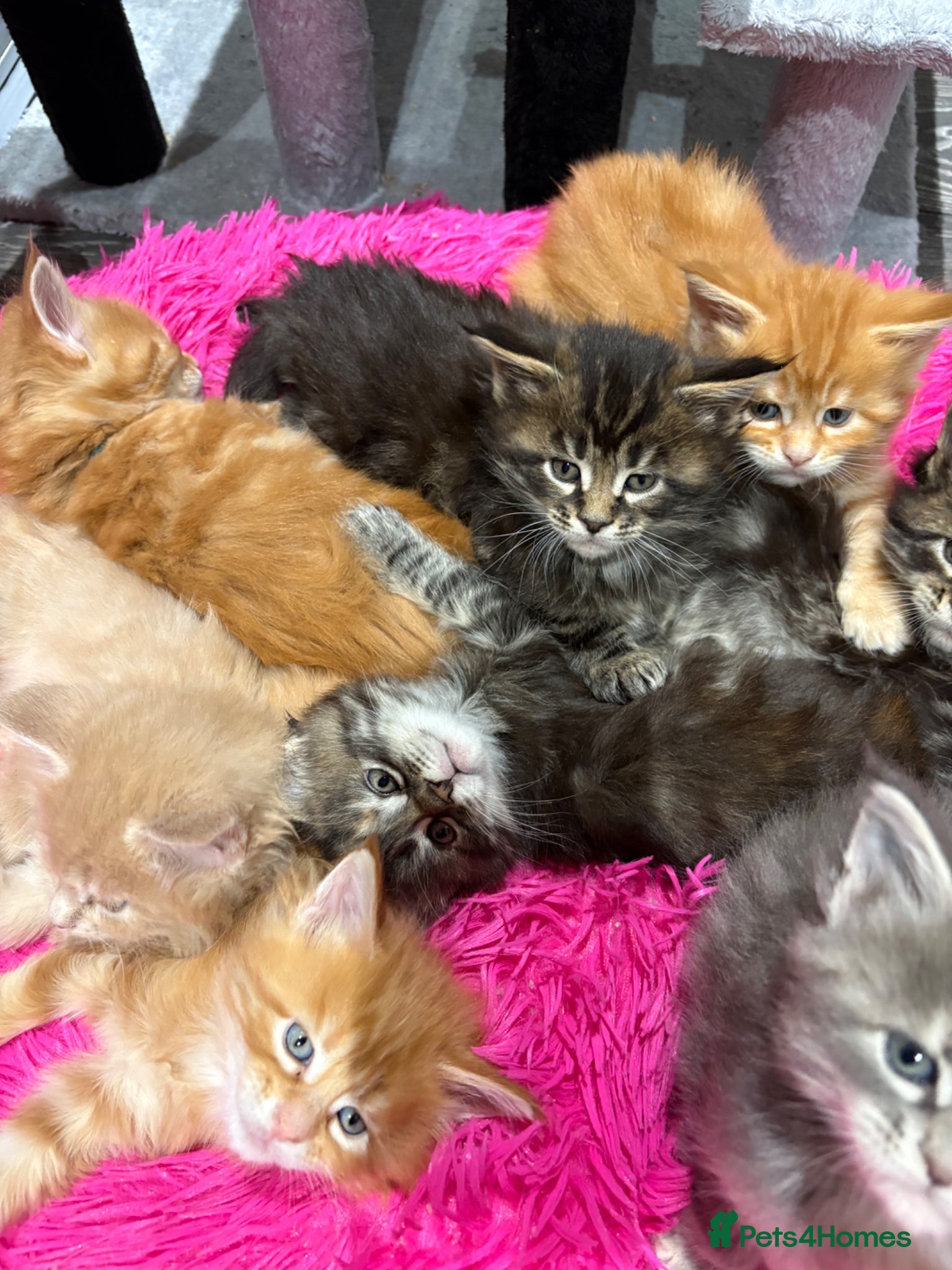 Maine Coon cats First kittens of GCCF Maine coon Champ for sale  - Advert 1