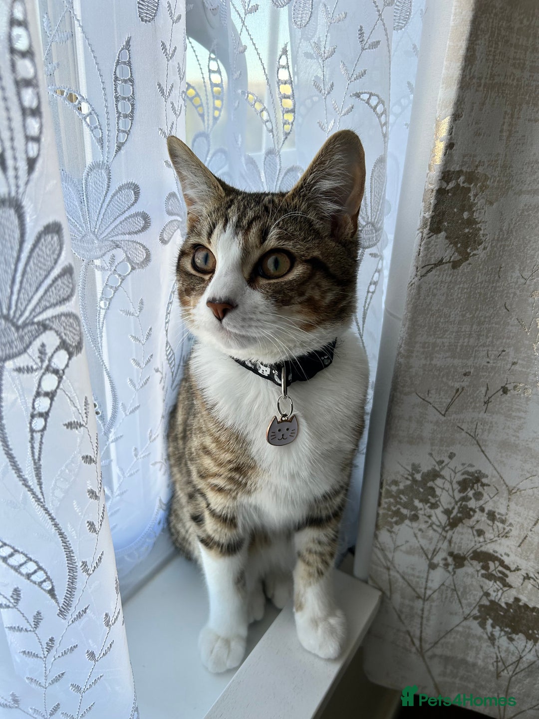 Domestic Shorthair cats for sale: Gentle & Loving Boy Cat  - Advert 1