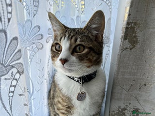 Domestic Shorthair cats Gentle & Loving Boy Cat - Advert 1
