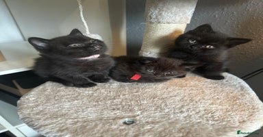 British Shorthair cats - Advert 8