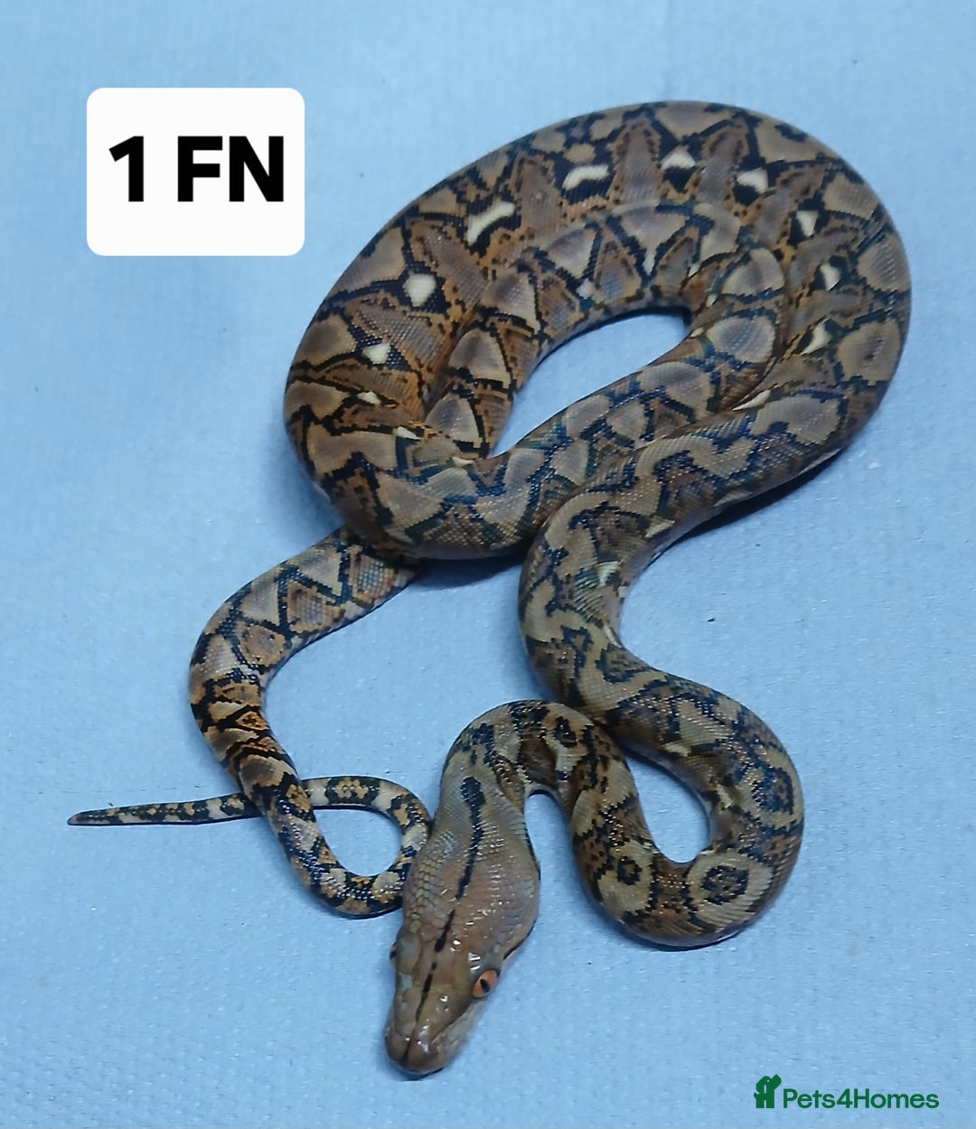 Python Snake reptiles for sale: Malayan Pythons Female - Advert 5