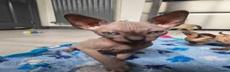 Mixed Breed cats for sale: 🐾READY NOW🐾 SPHYNX X RAGDOLL KITTENS 2 LEFT  - Advert 17