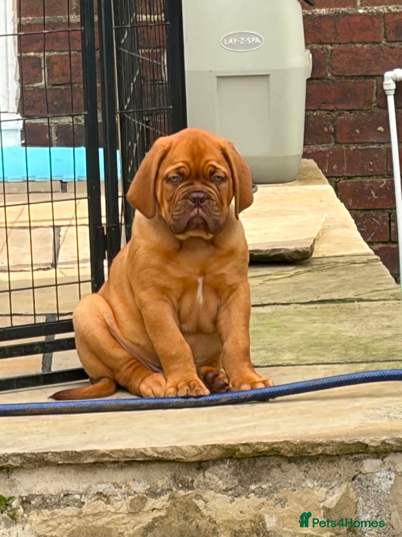 Dogue De Bordeaux dogs Stunning KC Dogue de Bordeaux Puppies - Advert 1