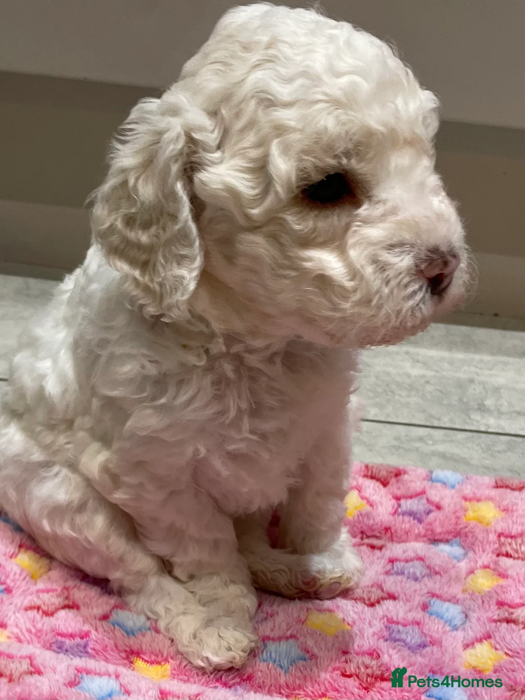 Lagotto Romagnolo dogs for sale: Lagotto Romagnolo puppies , a rarity !  - Advert 3