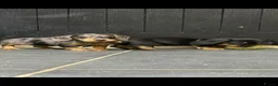 Dachshund dogs for sale: Wired haired dachshund puppies - Advert 9