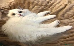 Ragdoll cats for sale: Ragdoll kitten  - Advert 1