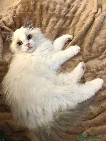 Ragdoll cats Ragdoll kitten - Advert 3