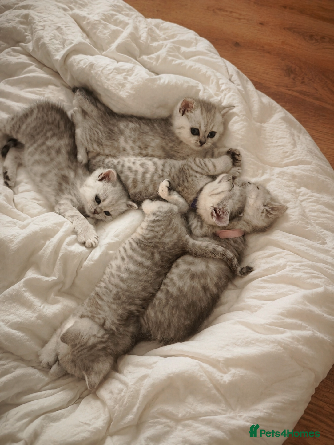 British Shorthair cats Only 1 left Silver/White British Shorthair Kittens - Advert 1