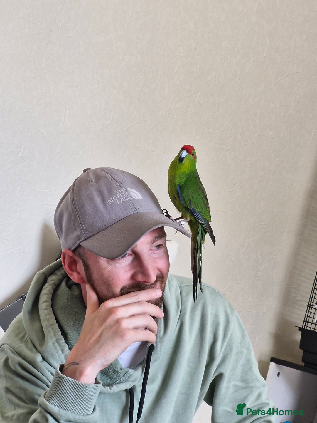 Mixed Breed birds for sale:  🐦 Bonded Pair of Cheeky Kakarikis 🐦 - Image 3