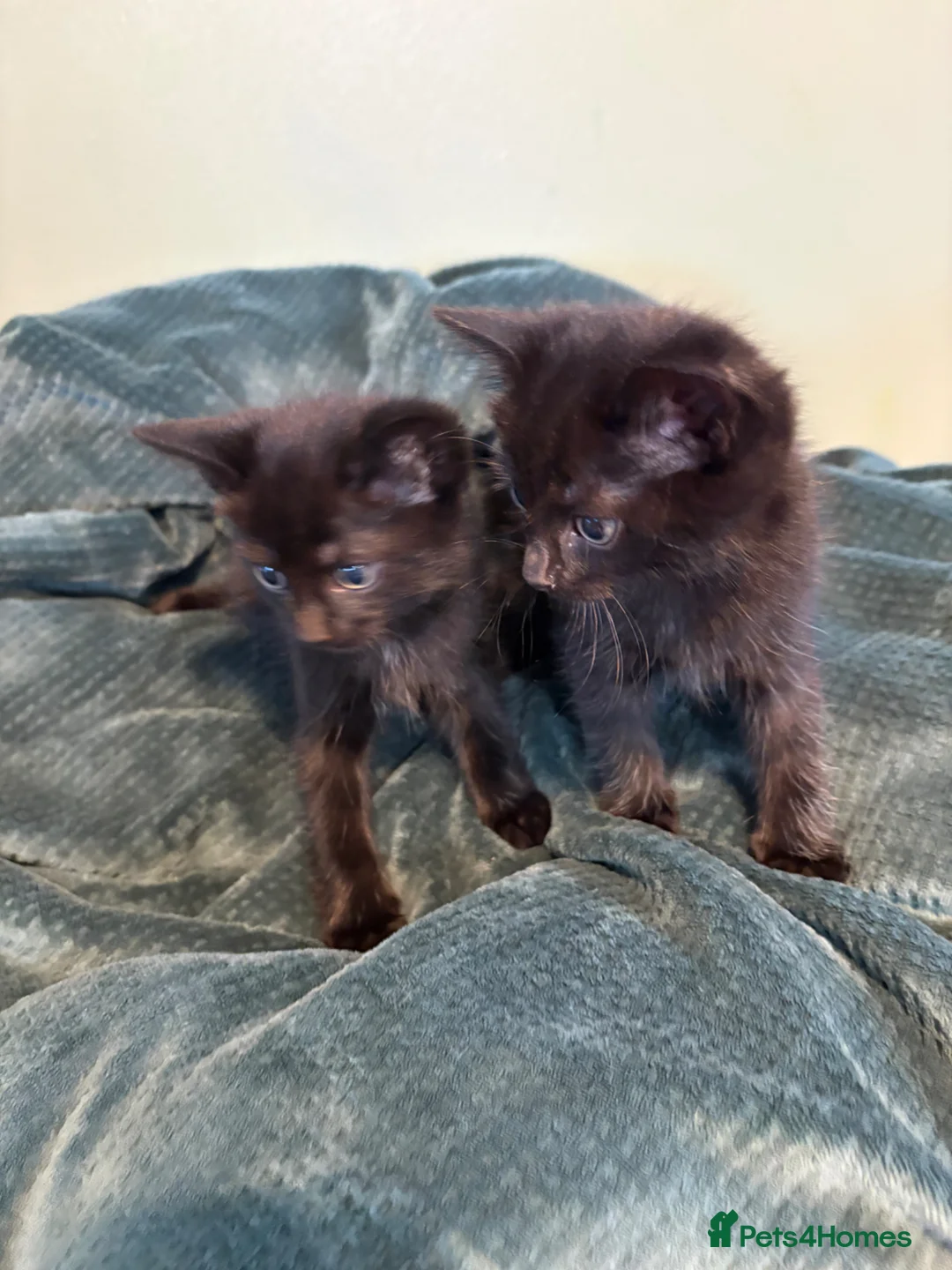 Mixed Breed cats for sale: Black kittens male and female  in Walsall - Advert 2
