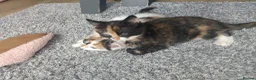 Mixed Breed cats for sale: 4 Beautiful cheeky kittens  - Advert 9