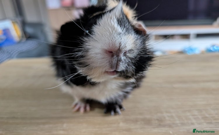 Guinea Pig rodents - Advert 16