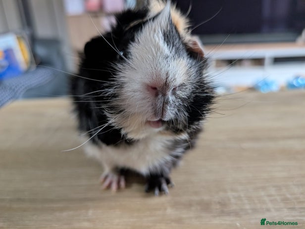 Guinea Pig rodents - Advert 10