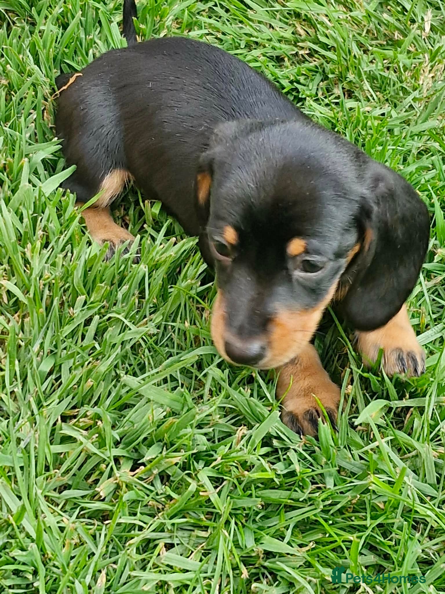 Dachshund dogs One boy and one girl  - Advert 1
