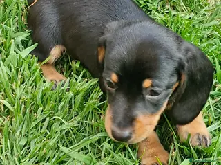 Dachshund dogs One boy and one girl - Advert 1