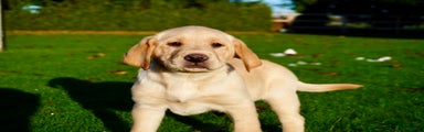 Labrador Retriever Puppy 1