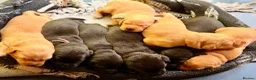 Labrador Retriever dogs for sale: Labrador Retriever, Red Fox, Black KC Registered - Advert 13