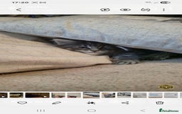 Maine Coon cats for sale: Mainecoon kitten - Image 3