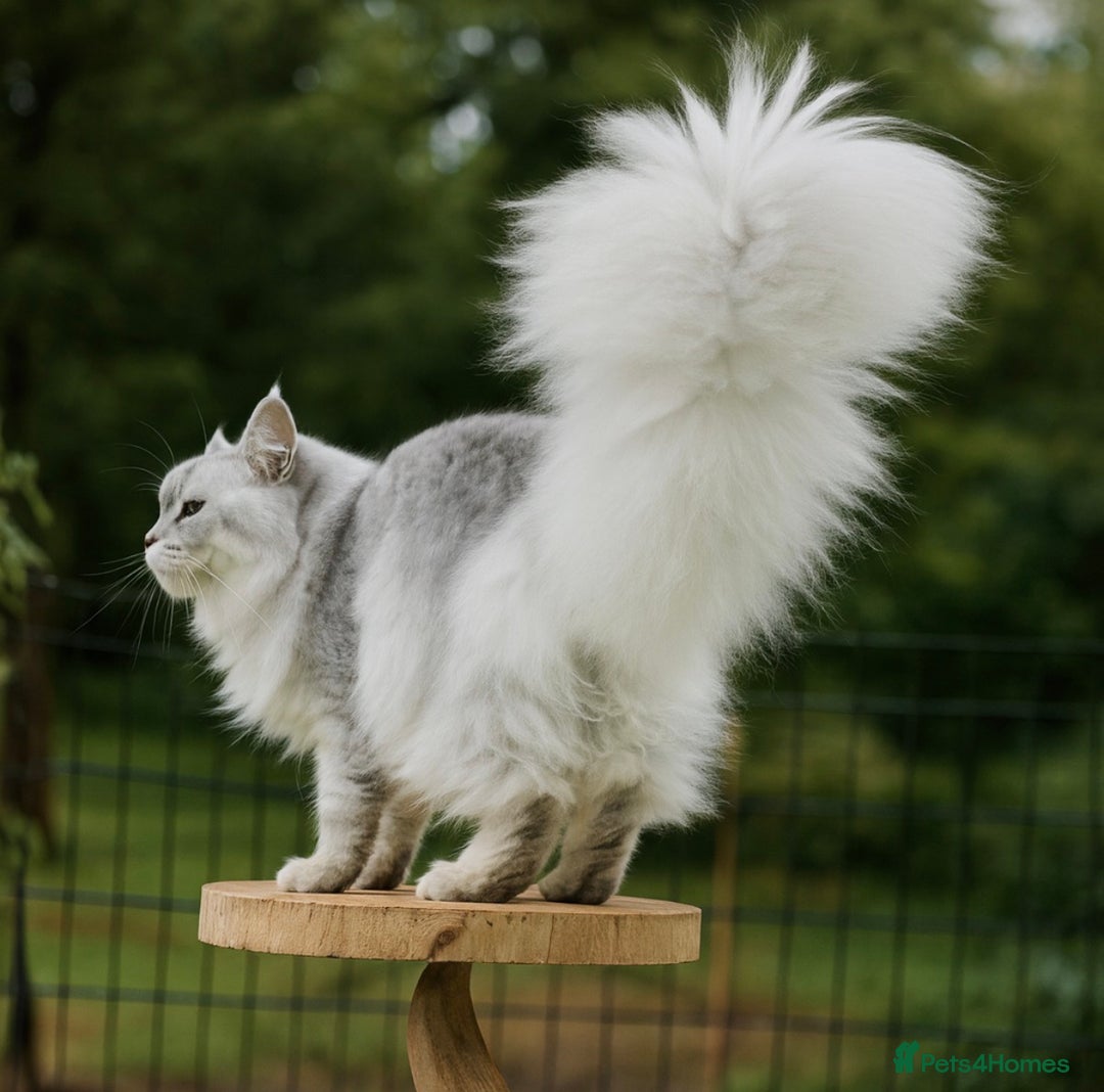 Maine Coon cats for stud: TICA Blue silver shaded stud  - Advert 2