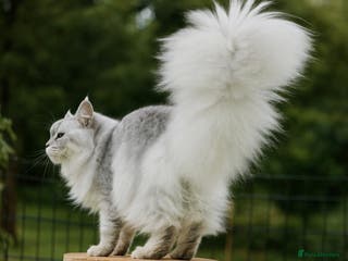 Maine Coon cats TICA Blue silver shaded stud - Advert 5