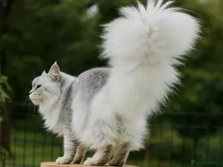 Maine Coon cats TICA Blue silver shaded stud - Advert 8