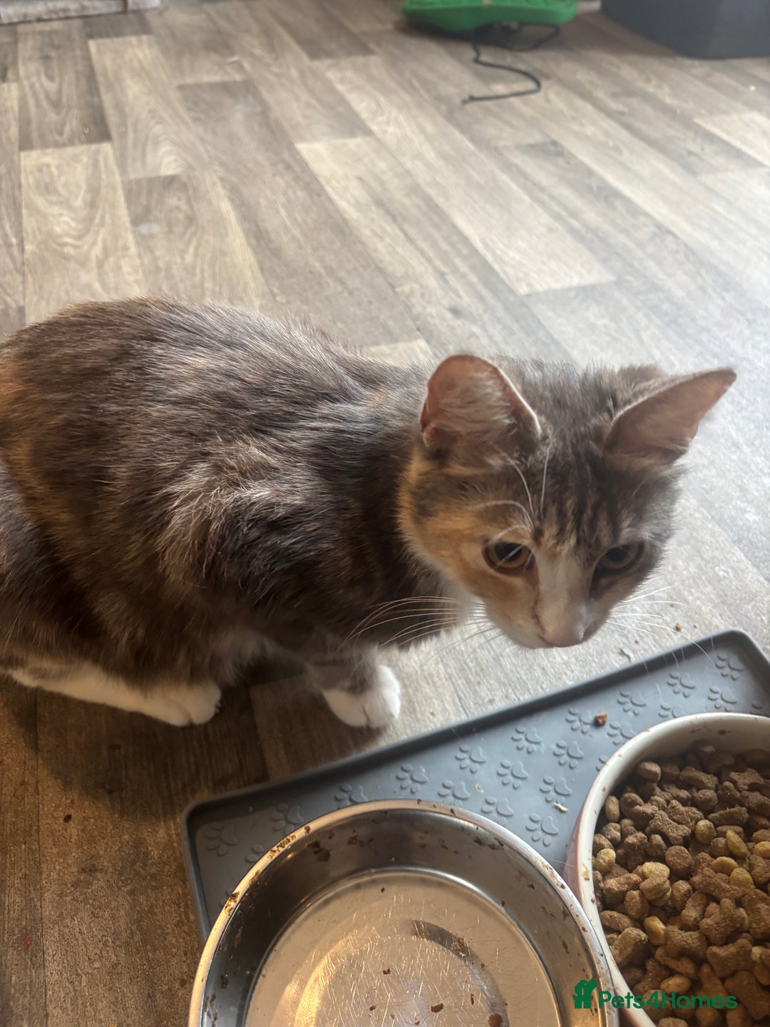 British Shorthair cats for sale: X2 female British shorthaired cross kittens - Image 10