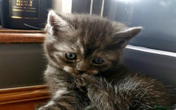 Scottish Fold cats for sale: ❤️Gorgeous Scottish Fold Straight ears kittens❤️ - Image 2