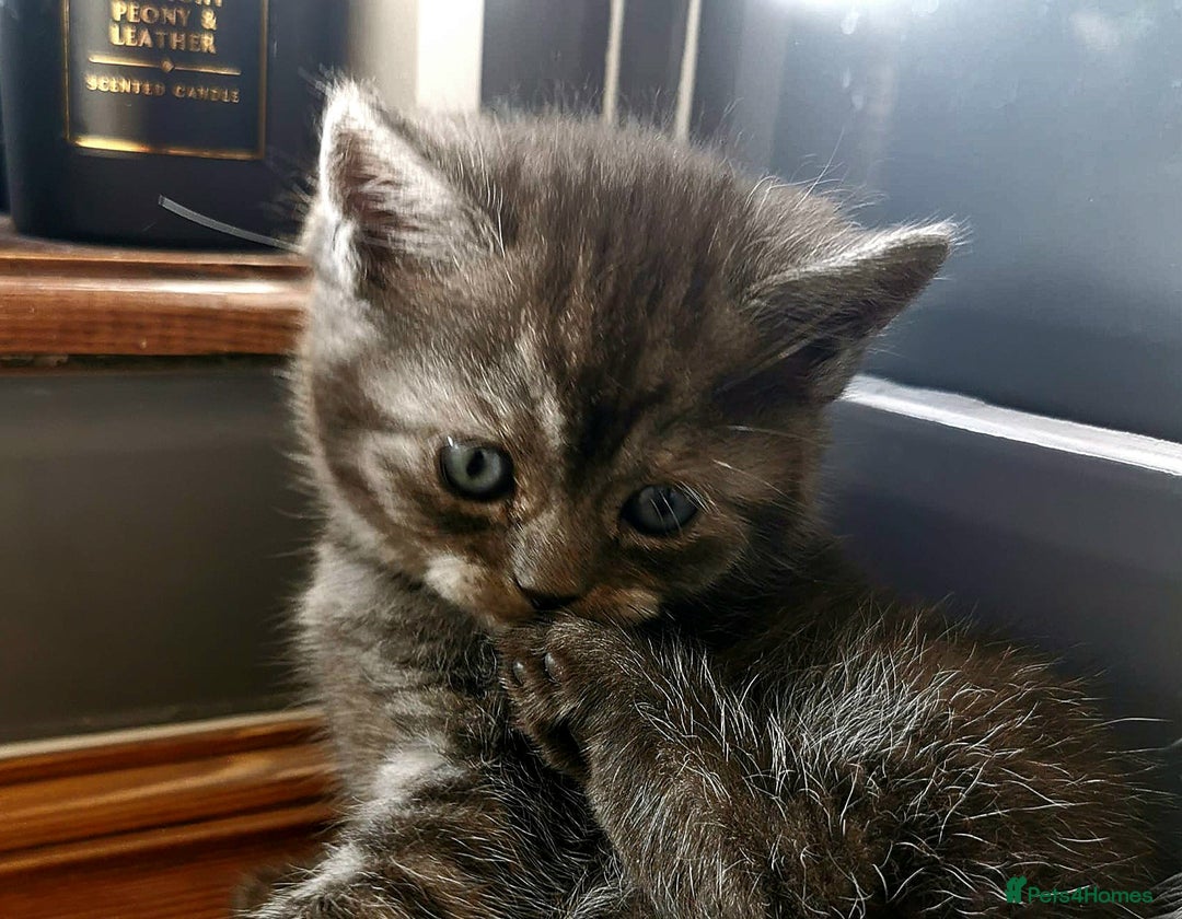 Scottish Fold cats for sale: ❤️Gorgeous Scottish Fold Straight ears kittens❤️ - Image 2