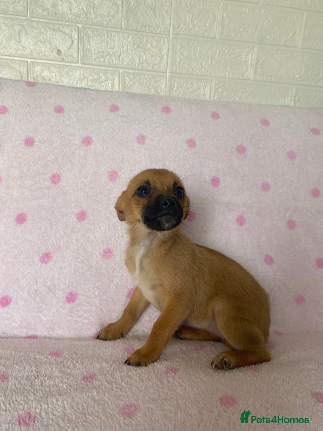 Mixed Breed dogs for sale: Jack Russell cross Pomeranian puppy’s  - Image 4